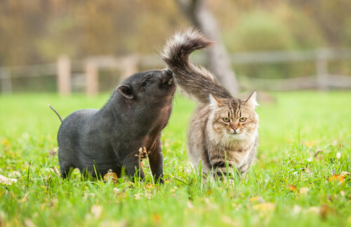 Alergia a gatos y cerdos