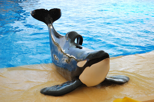 Orcas en cautiverio: ¿por qué tienen su aleta dorsal doblada?