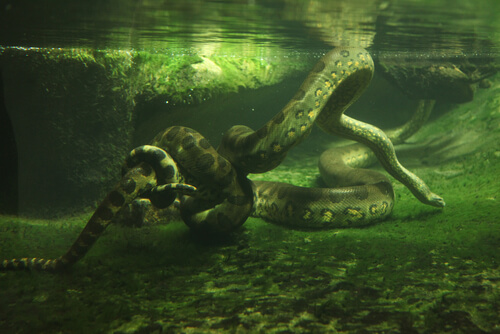 Alimentación de las anacondas verdes