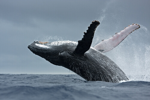 Alimentación de las ballenas
