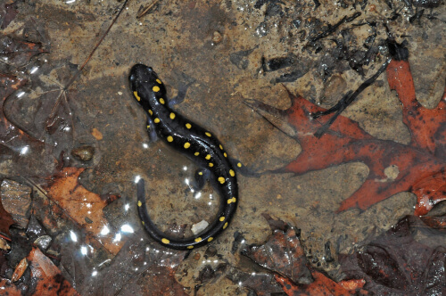 Ambystoma maculatum