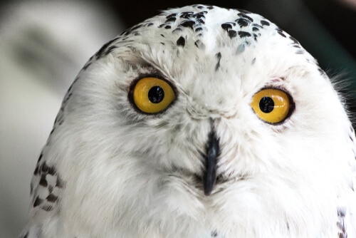 Aves rapaces: vista