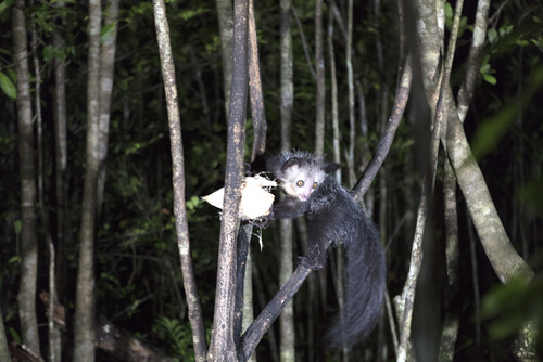 Aye-aye: hábitat