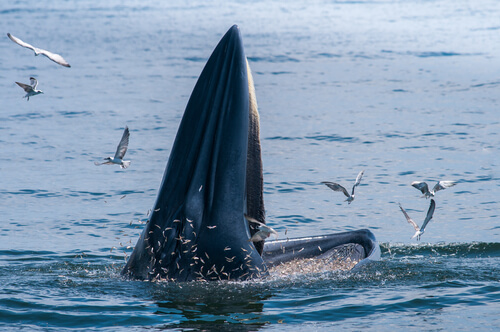 La alimentación de las ballenas