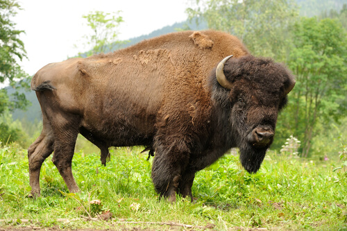 Conoce por qué el bisonte americano fue una vez el símbolo de las Grandes Llanuras