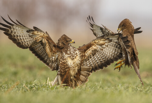 Busardos ratoneros canarios (Buteo buteo)