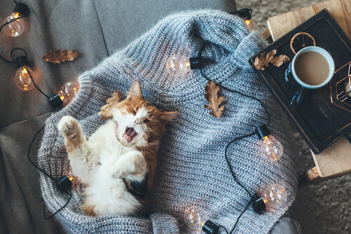 Calor en gatos: síntomas