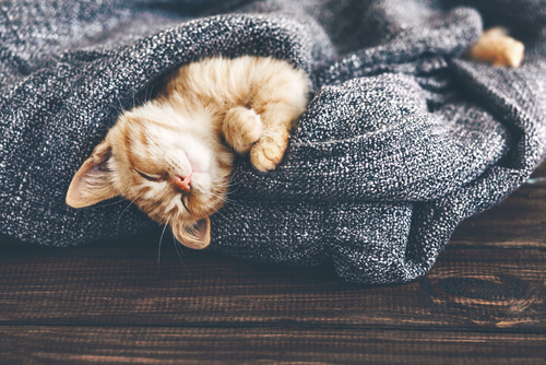 ¿Cómo afectan los cambios de temperatura a tu gato?