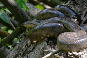 Las anacondas verdes y su participación en el canibalismo
