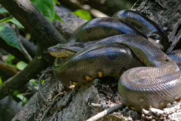 Las anacondas verdes y su participación en el canibalismo