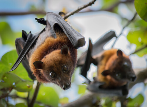 Características de los mamíferos voladores