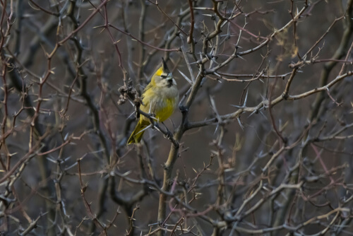 Cardenal amarillo entre las ramas