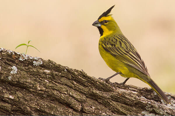 Cardenal amarillo, un canto dulce y melodioso