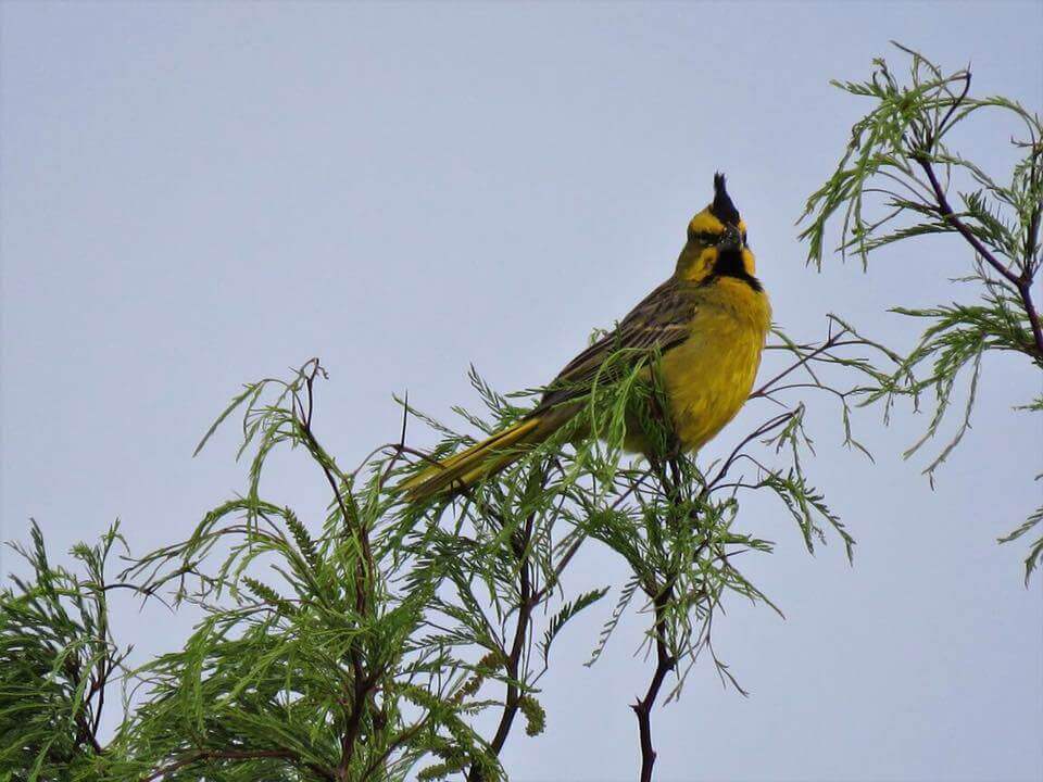 Cardenal amarillo posado