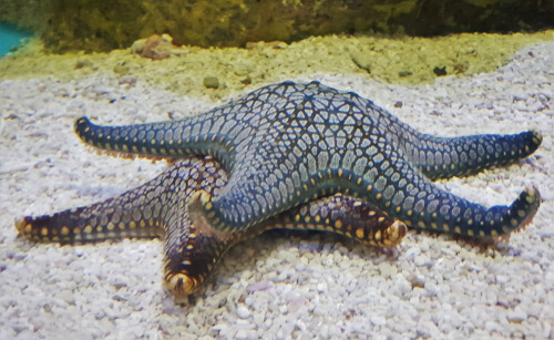 Ciclo de vida de la estrella de mar