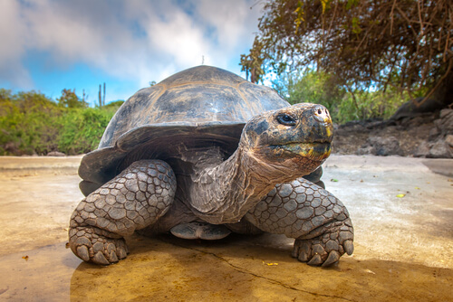 Ciclo de vida de las tortugas Galápagos
