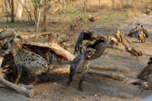 Cleptoparasitismo, ejemplos y curiosidades