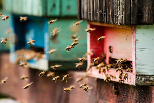 Colmena de abejas en casa