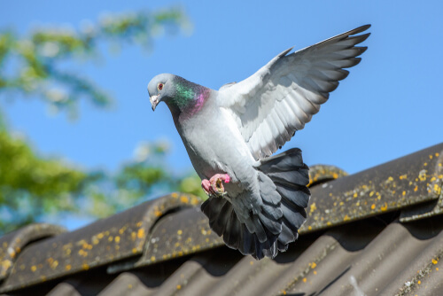 Columba livia domestica