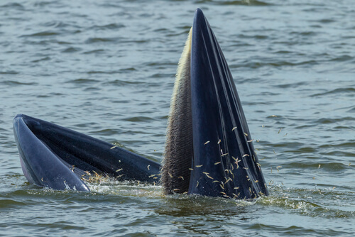 Comida de una ballena
