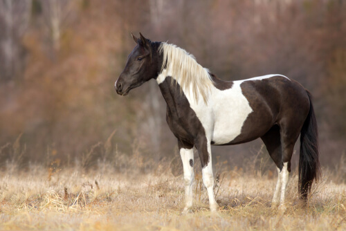 Cómo aliviar el estrés en los caballos