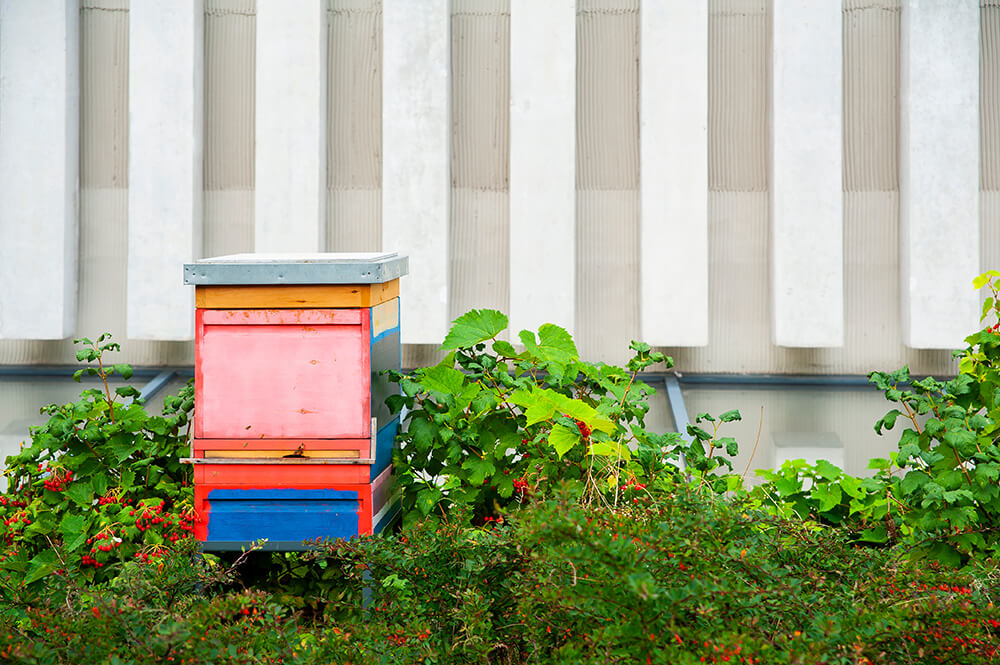 Cómo funciona una colmena de abejas