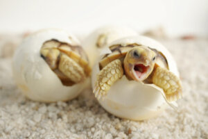 ¿Cómo se reproducen las tortugas?