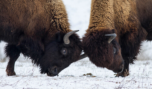 Comportamiento del bisonte americano: reproducción
