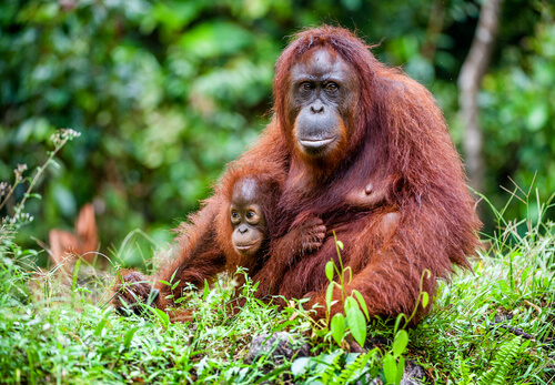 Conservación del orangután de Borneo