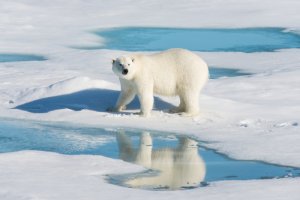 La contaminación secreta de los osos polares