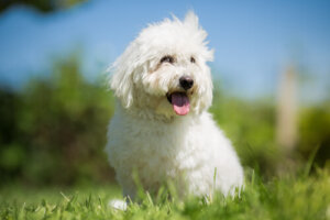 ¿Conoces la raza de perro cotón de Tulear?