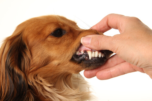 Bir köpeğin dişlerini gösteren sahibi