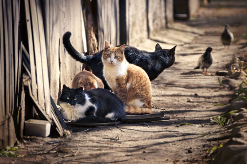 Cuántos gatos existen