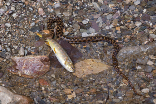 Culebra viperina o de agua (Natrix maura)