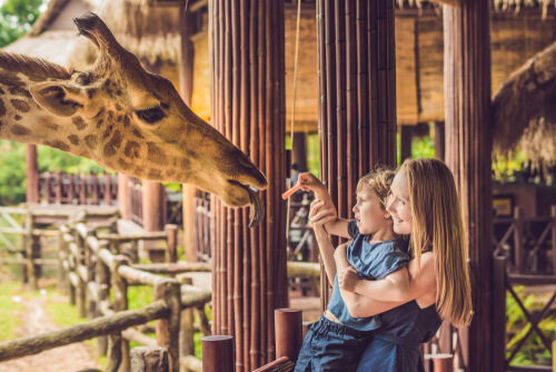 Dar de comer animales en el zoo