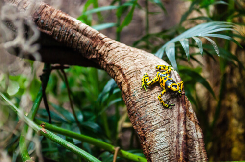 Dendrobates leucomelas