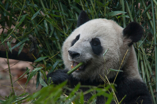 La dieta del oso panda: no siempre fue bambú
