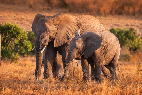 Deux éléphants dans leur habitat.