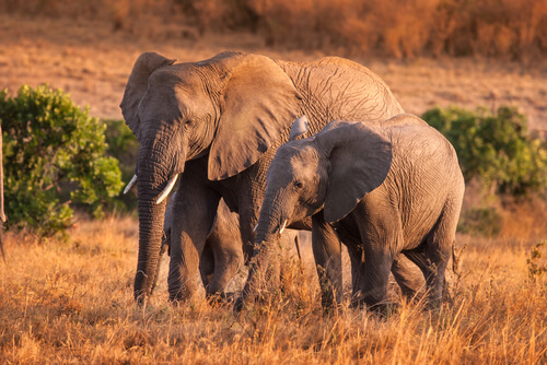 Dónde viven los elefantes africanos