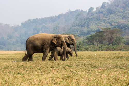 Dónde viven los elefantes asiáticos
