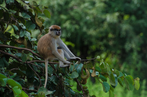 Erythrocebus patas