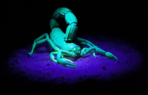 El escorpión que brilla en la oscuridad