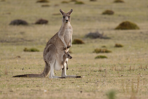 Especies endémicas de Australia: canguro