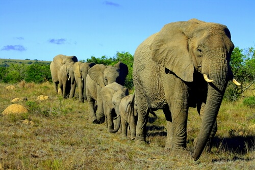 Los elefantes son animales sociales