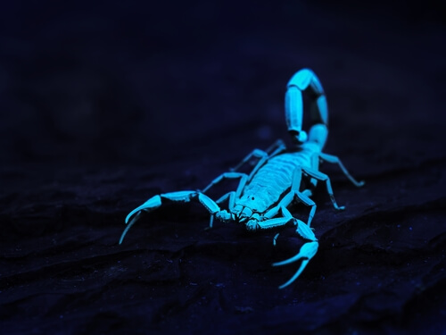 Fluorescencia en escorpiones