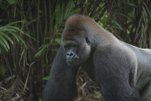 Gorila de montaña (Gorilla beringei beringei)