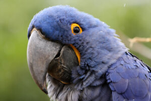Tipos de guacamayo azul