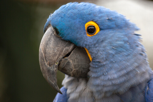 Guacamayo de Lear o guacamayo añil (Anodorhynchus leari)