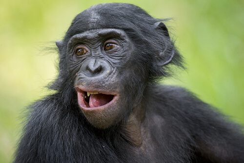 Hábitat del chimpancé pigmeo