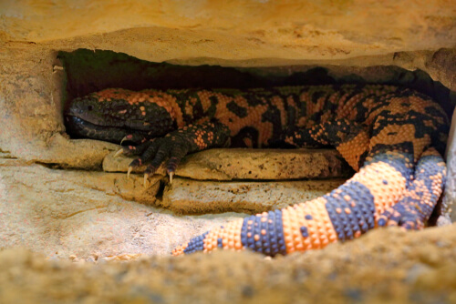 Heloderma suspectum